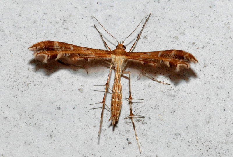 Pterophoridae da conf; 2